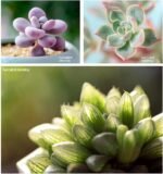 Professional Macro Lens for Phone Camera Photography Extension, COSULAN Accessory 4K UHD Macro Lens 30-120mm with the Universal Clip for Android Phones, iPhone, - Imagen 6